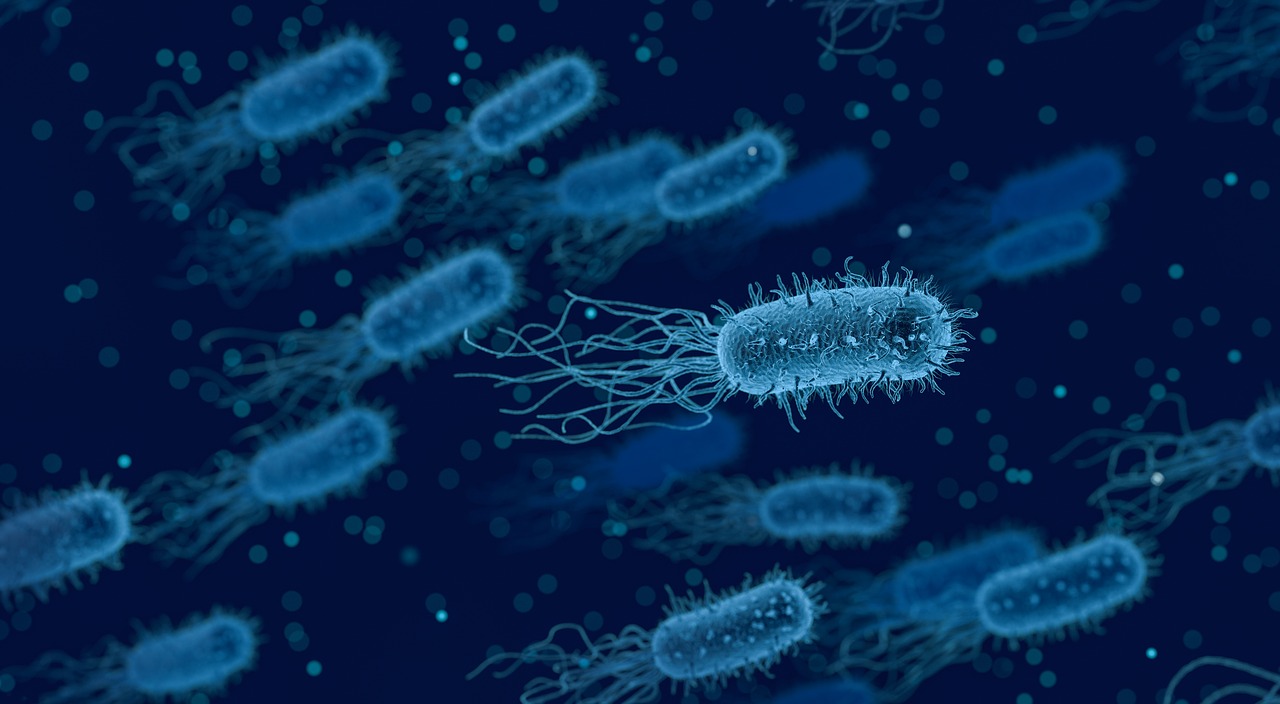 bacteria  medical  biology free photo