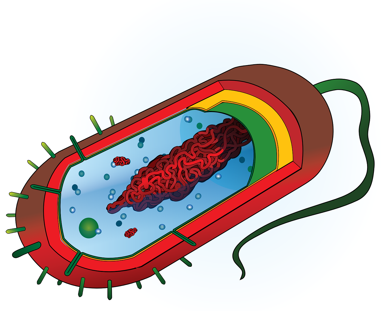 bacterium nucleoid cytoplasm free photo