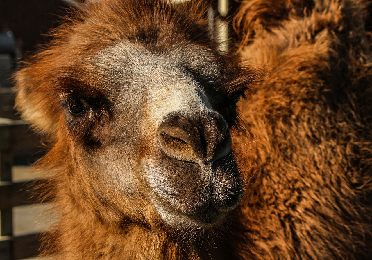 bactrian camel camel camelus bactrianus free photo