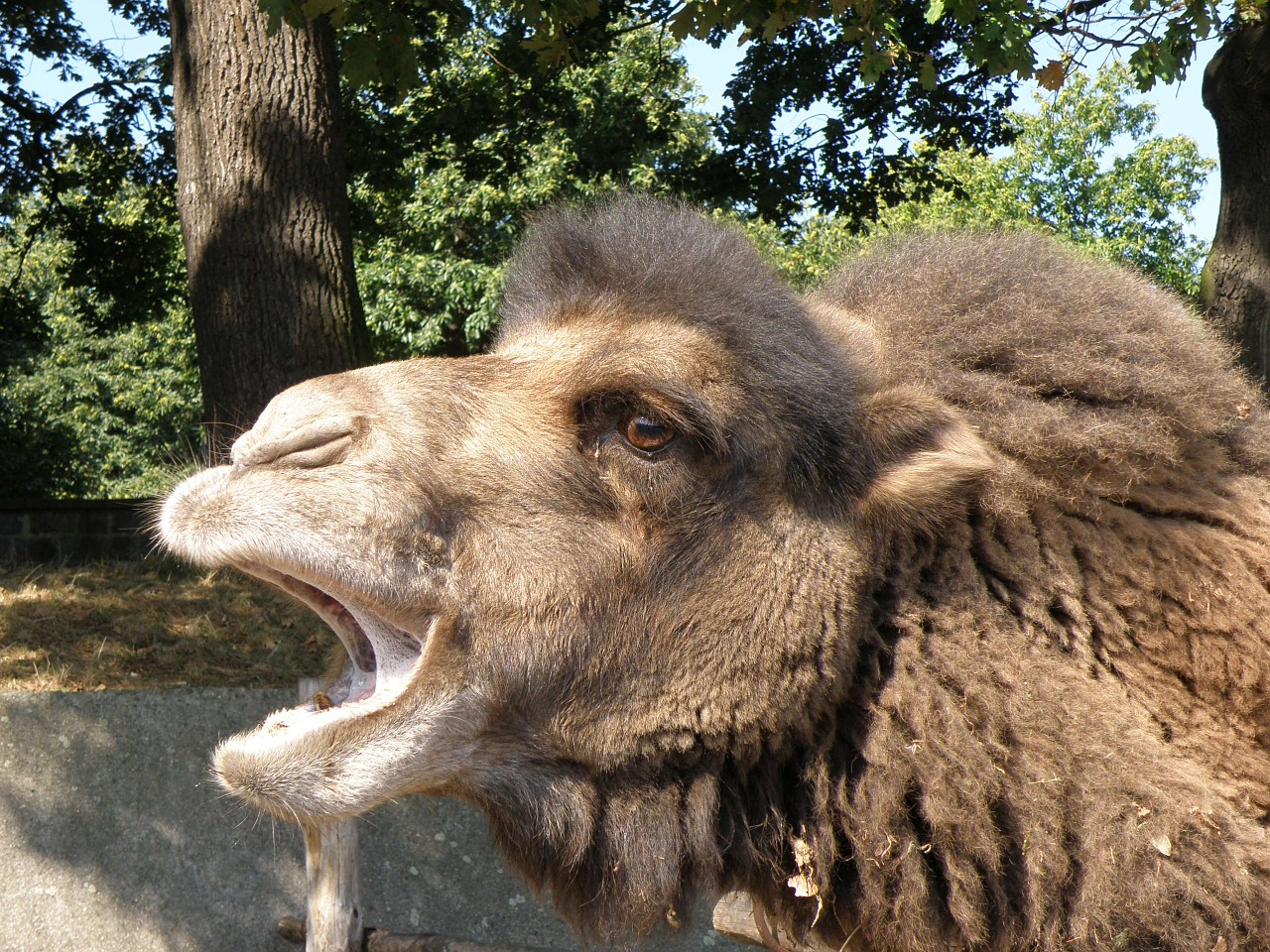bactrian camel camel head free photo