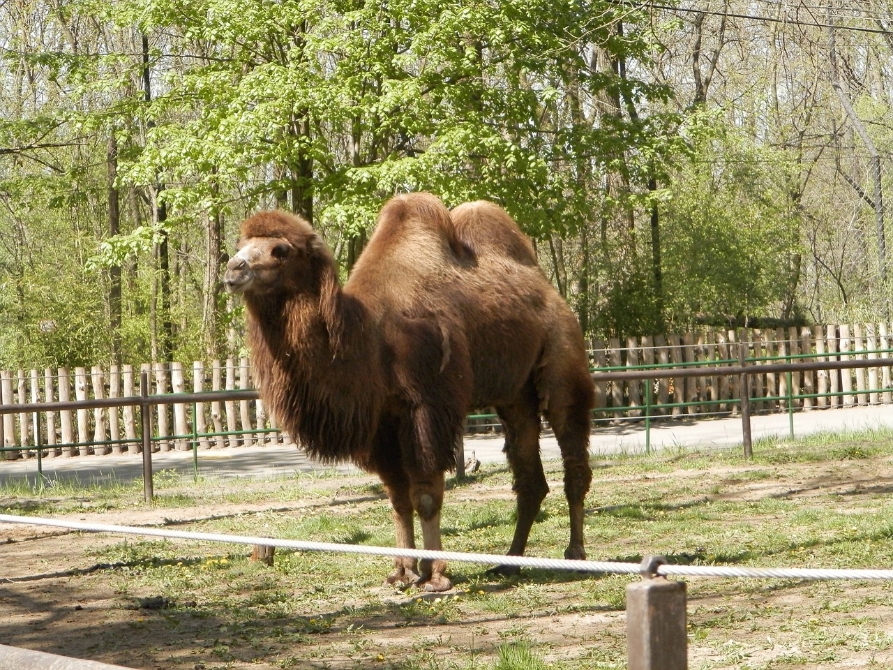 bactrian camel zoo camel free photo