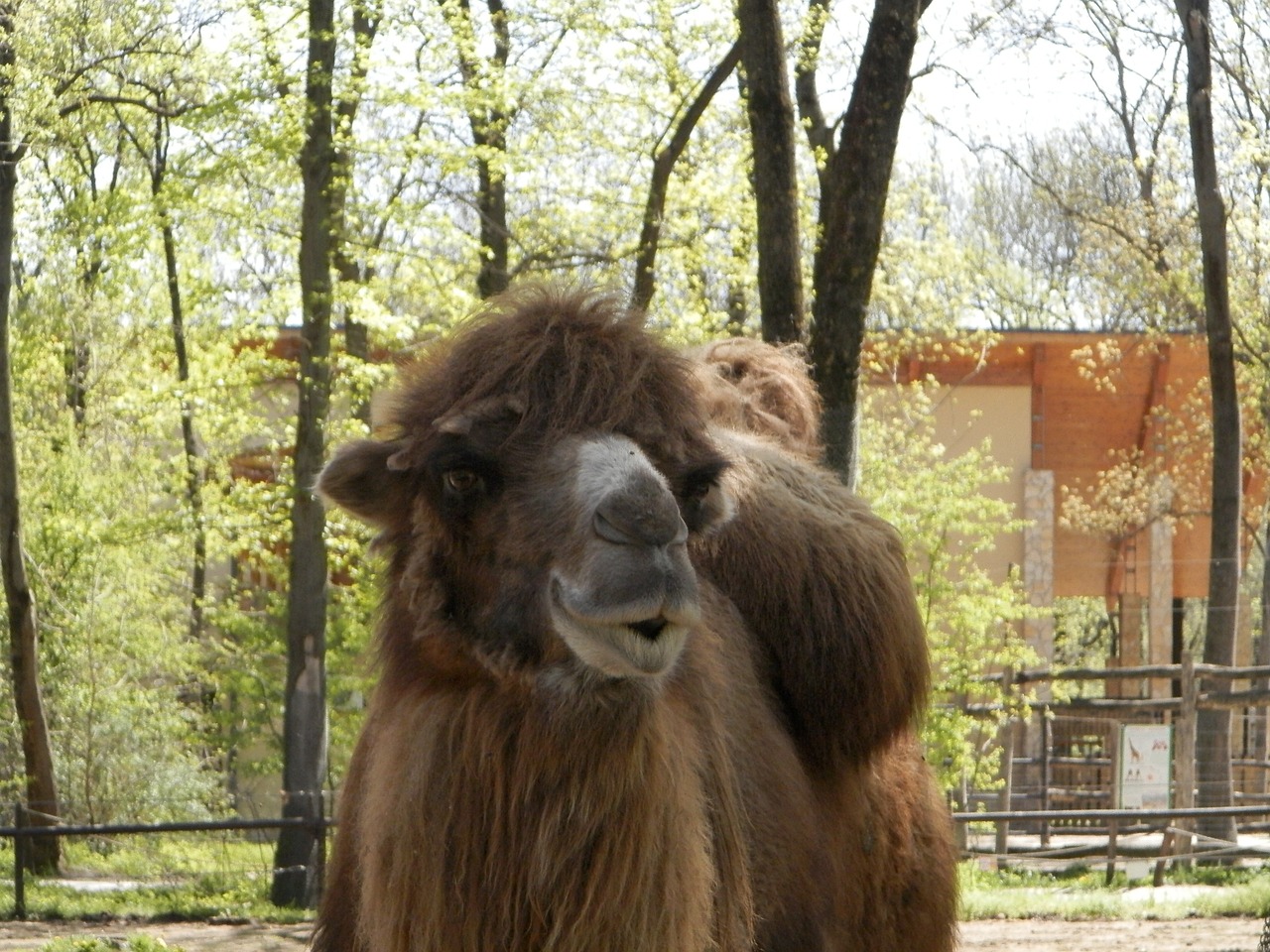 bactrian camel camel watch free photo