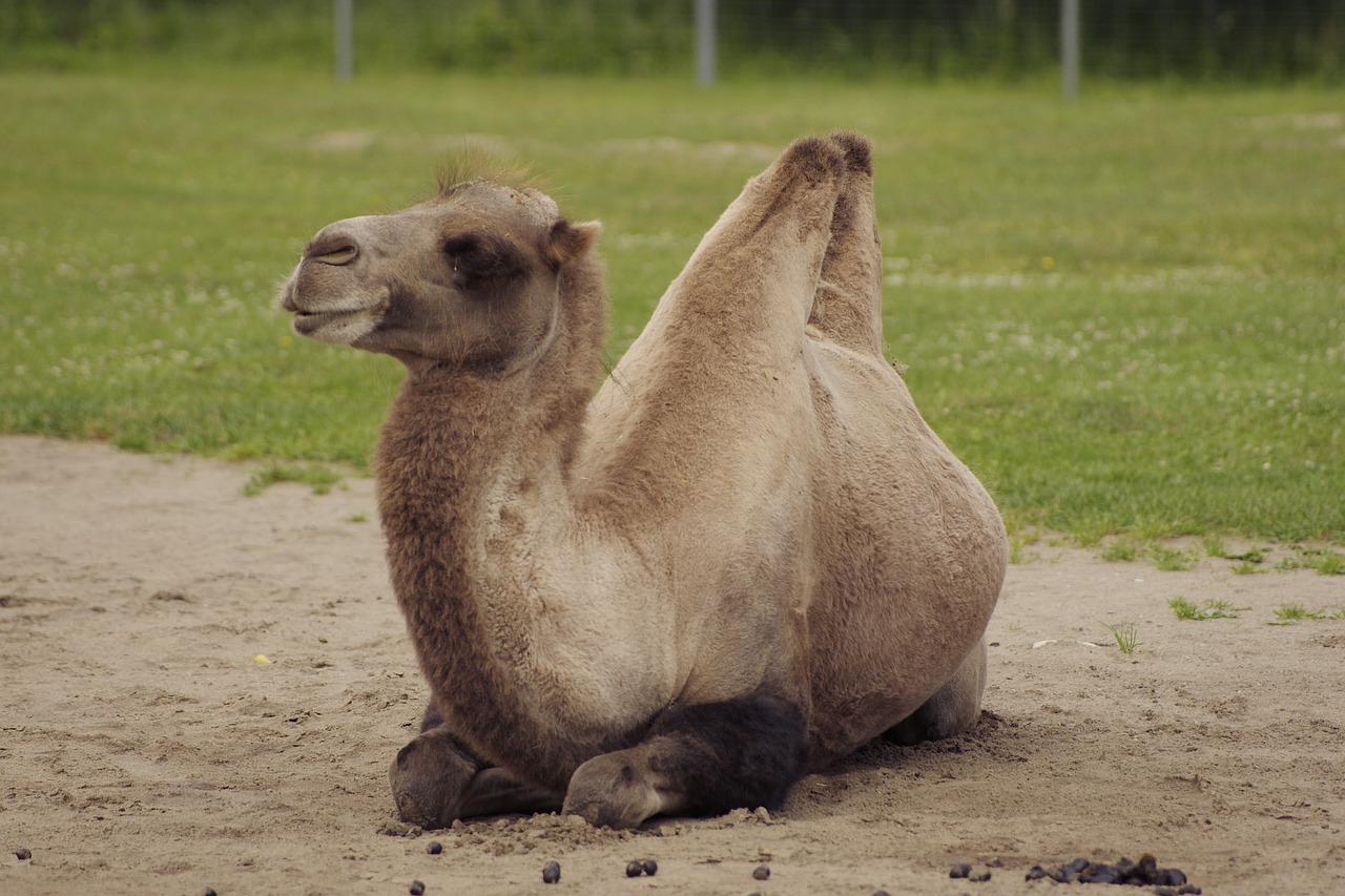 bactrian camel camelus bactrianus animal free photo