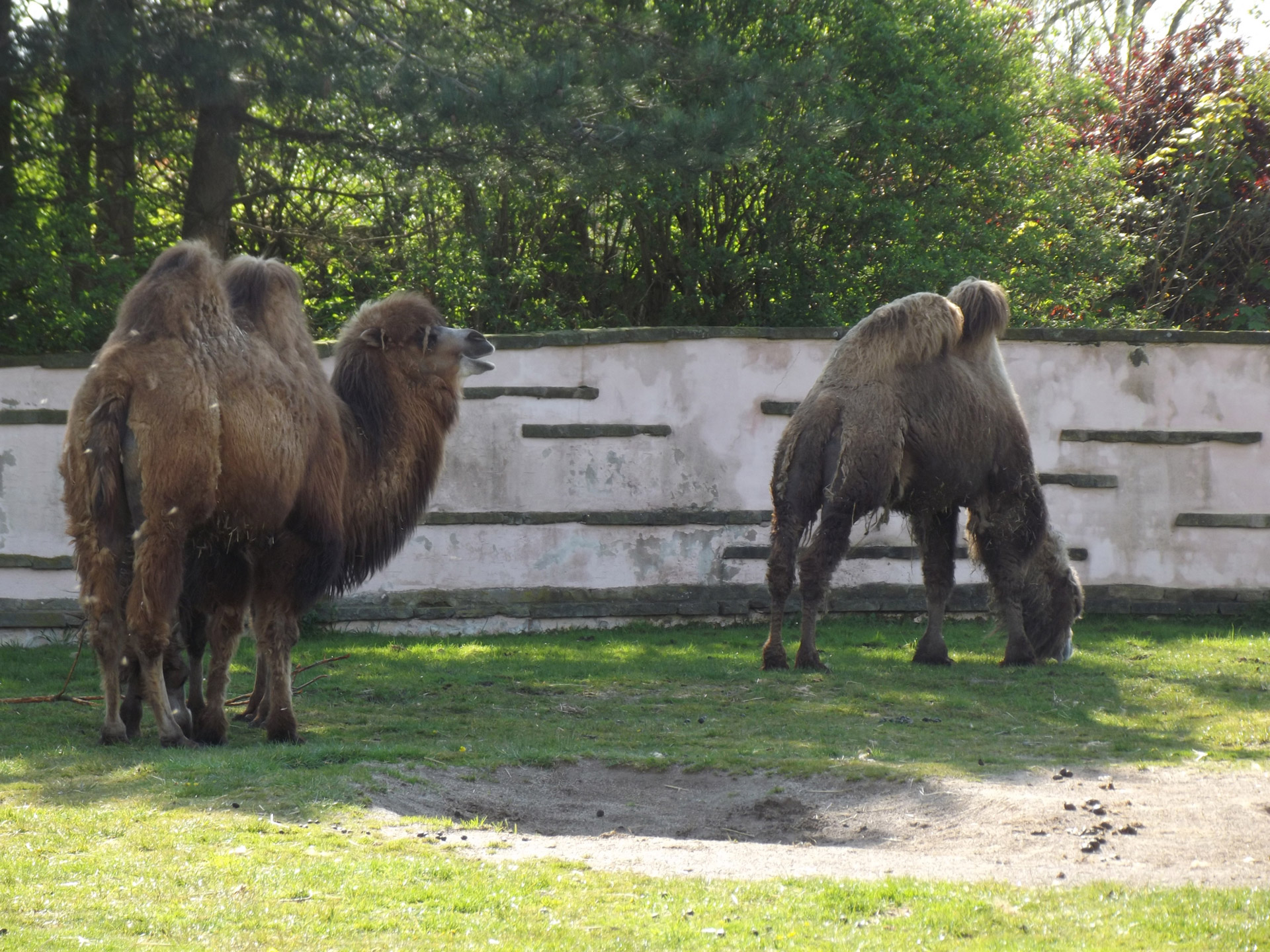 bactrian camels camel camels free photo