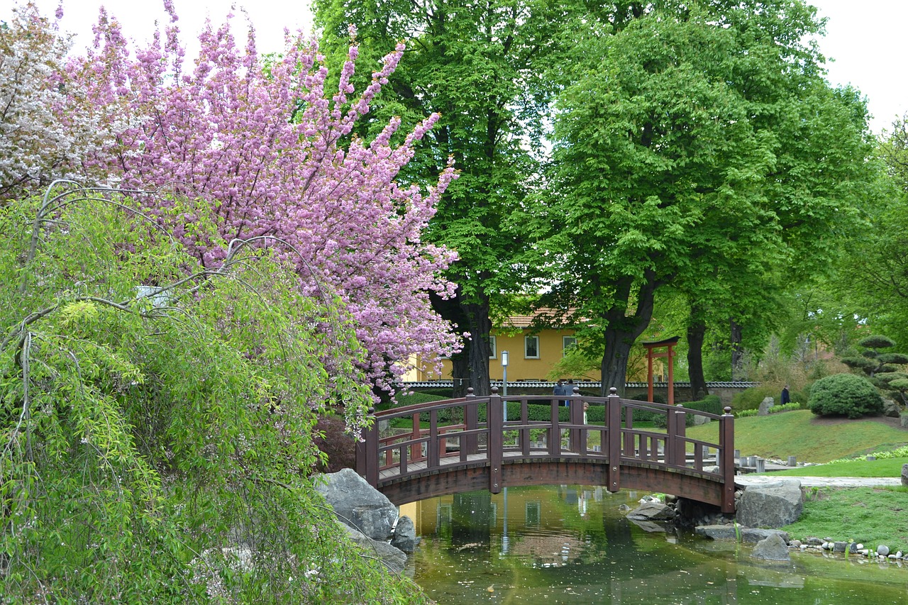 bad langensalza cherry blossom japanese garden free photo