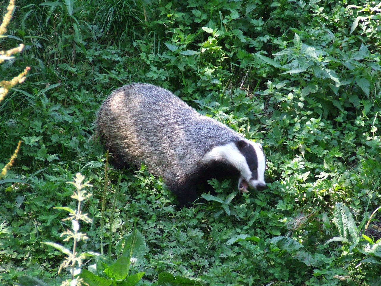 badger animal nature free photo