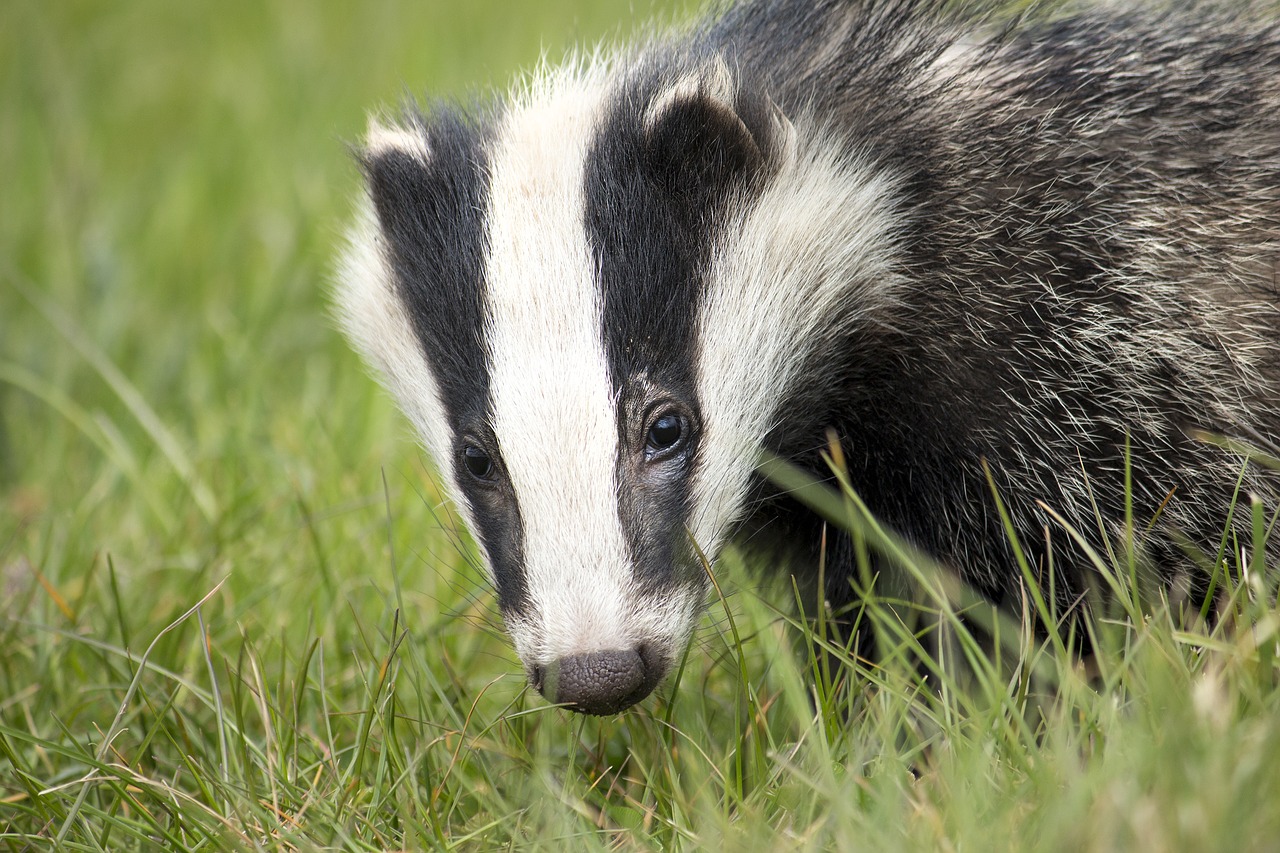 badger wildlife english free photo