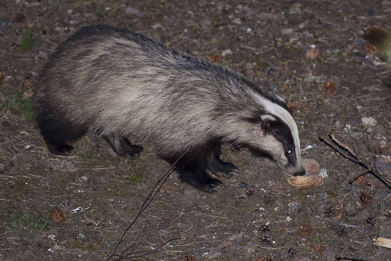 badger flash occasional piece of bread free photo