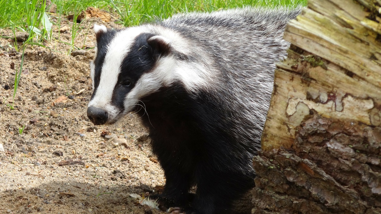 badger animal forest free photo