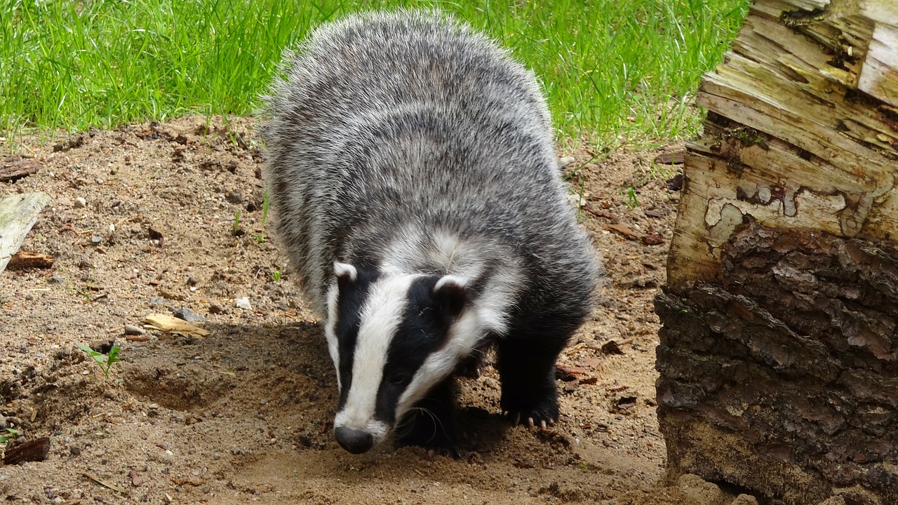 badger animal forest free photo