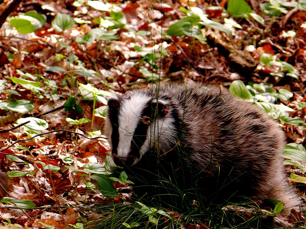 badger forest wild free photo
