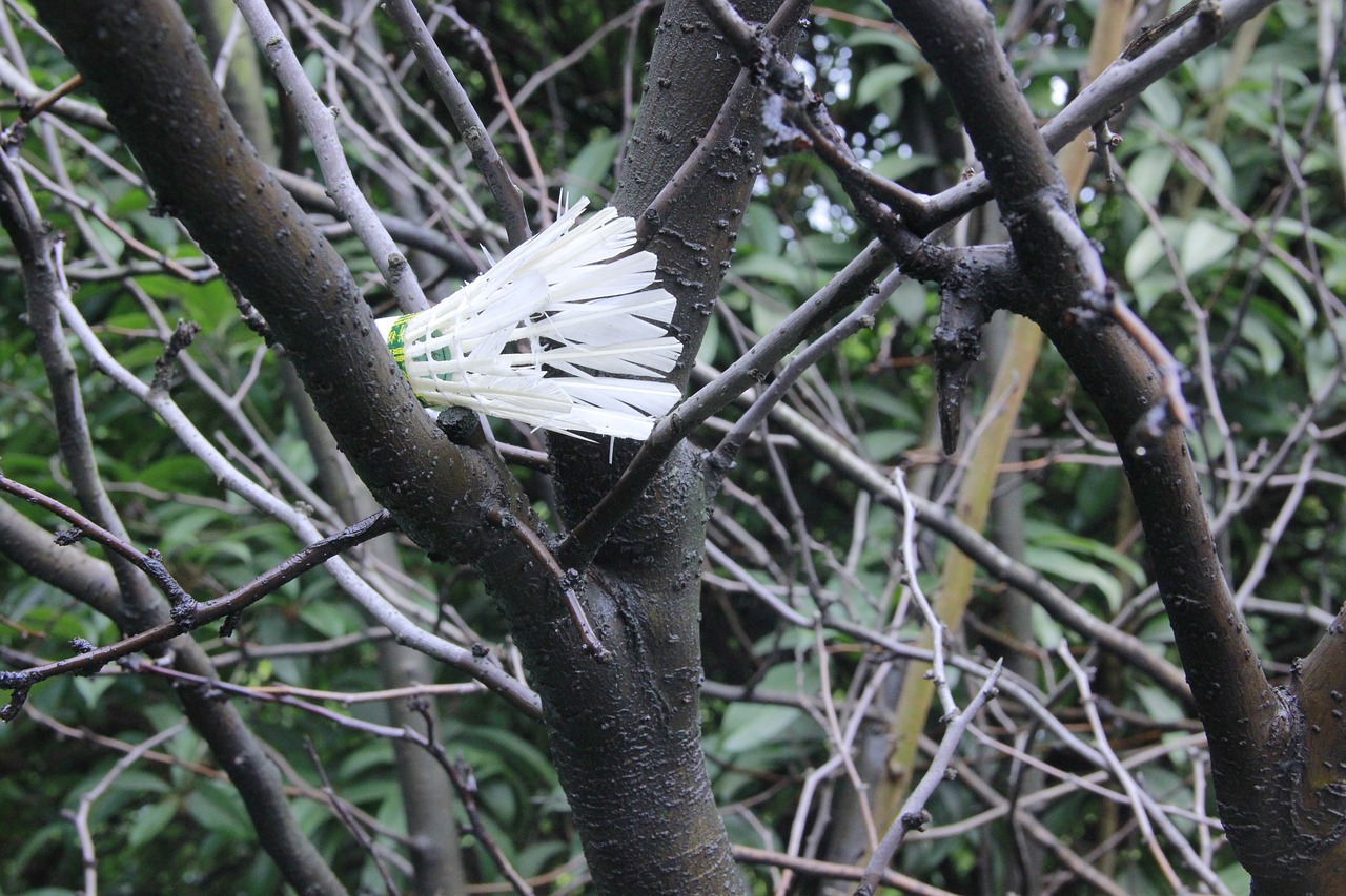 badminton branch campus free photo