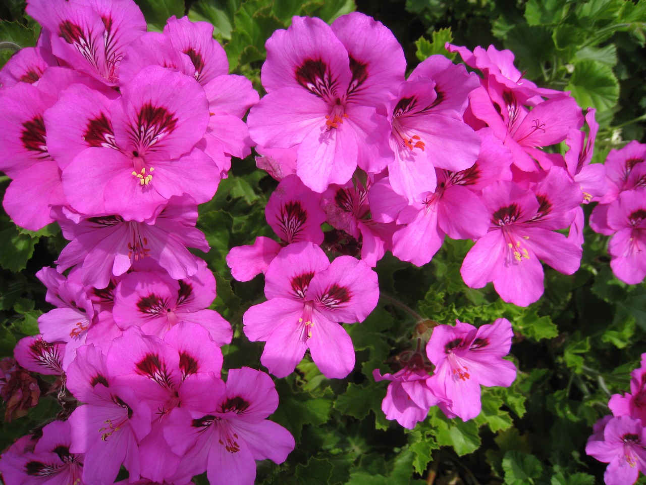 bae largo nyumu pink flowers free photo
