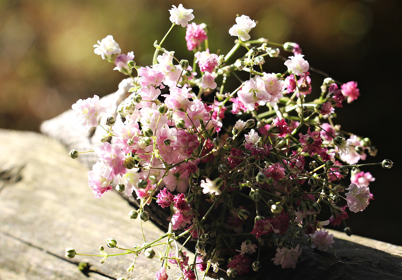 bag gypsofilia seeds gypsophila bag free photo