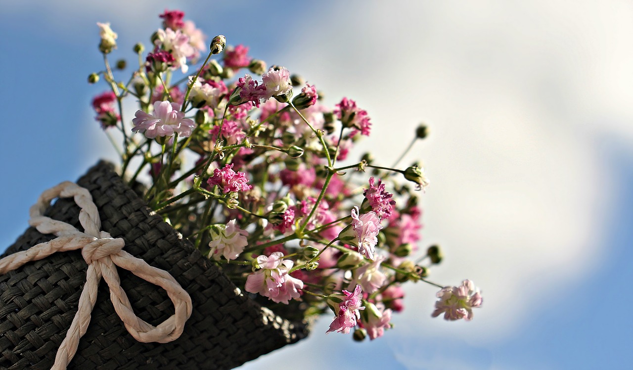 bag gypsofilia seeds gypsophila bag free photo