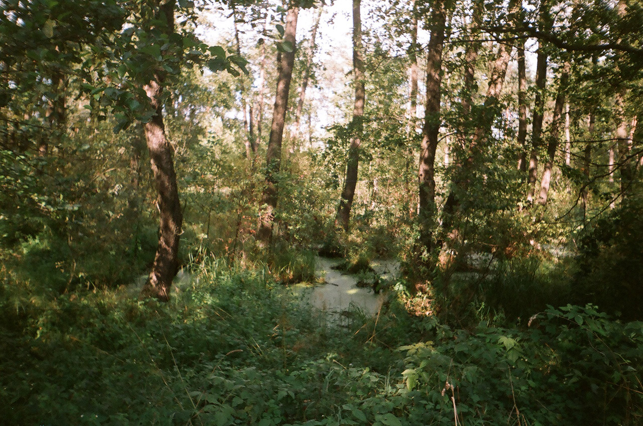 summer swamp lublin free photo