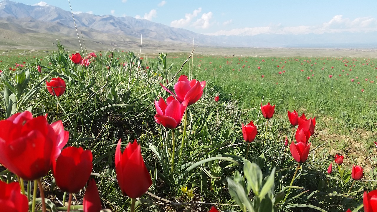 bagram tulip parwan free photo