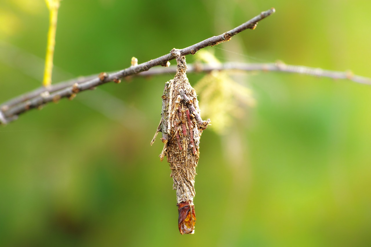 bagworm larva wood free photo