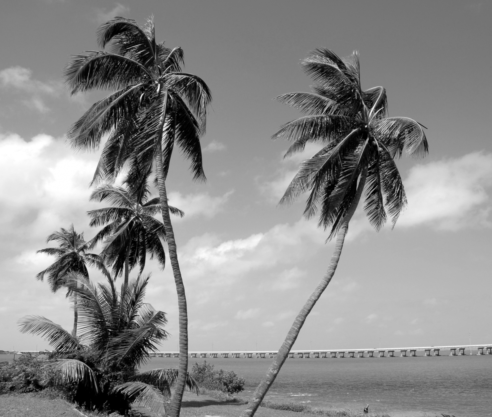 palm tree landscape outdoors free photo