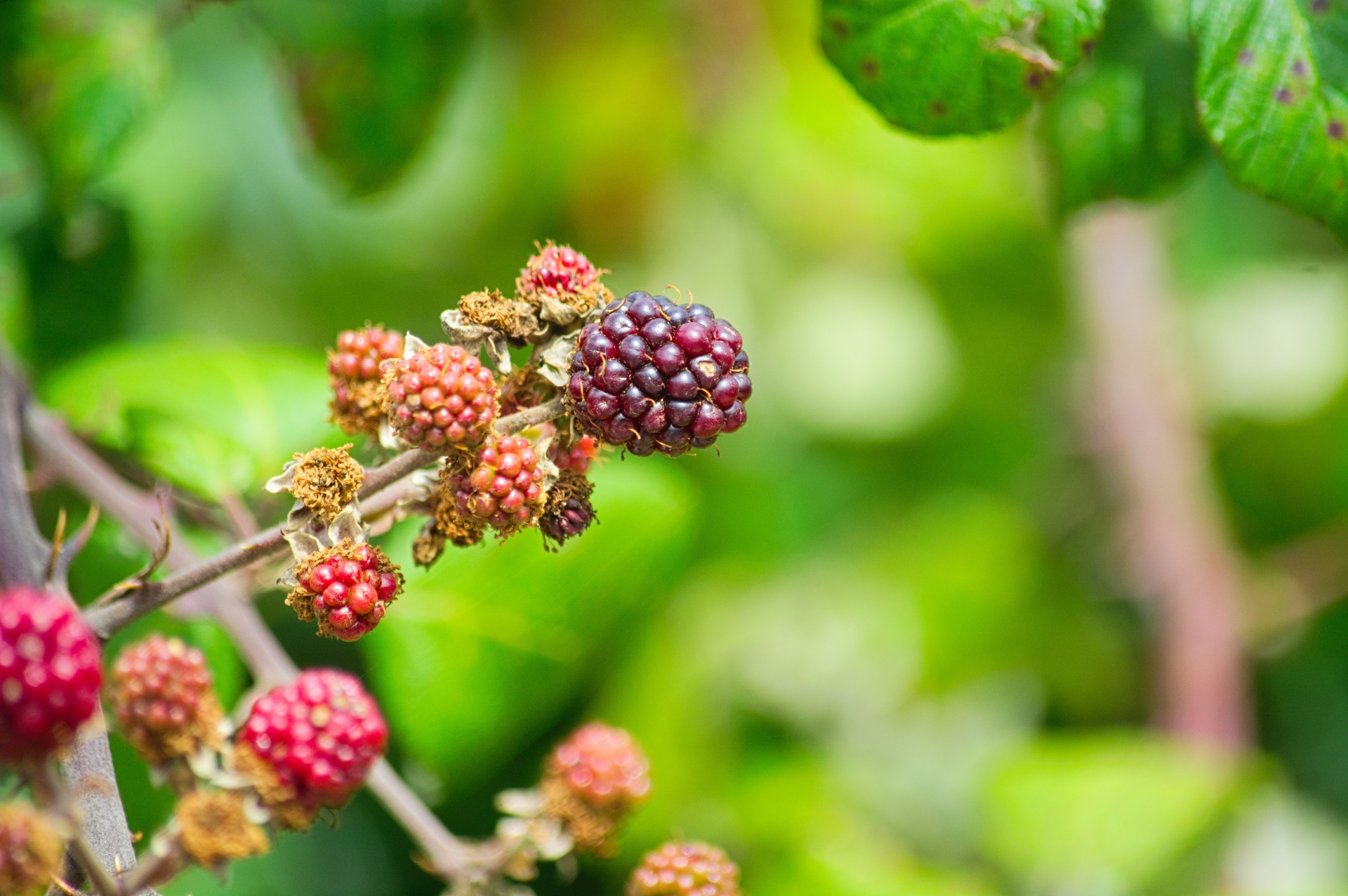 brambles blackberries berries free photo