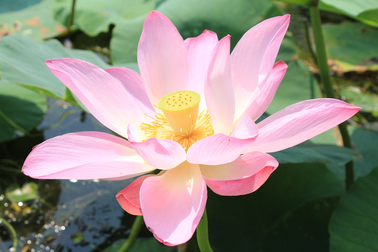 baiyangdian water pond free photo