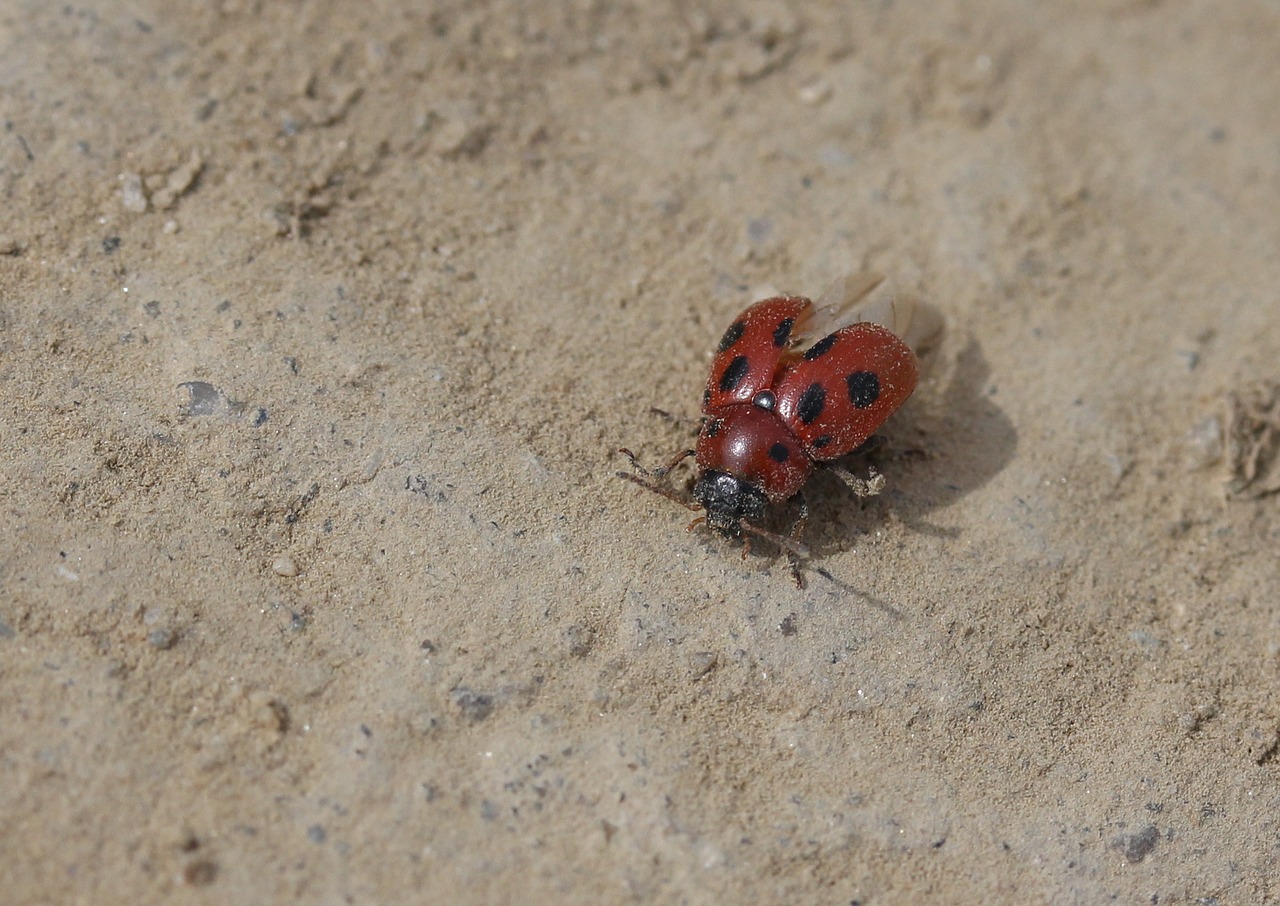 baja  red  insecta free photo