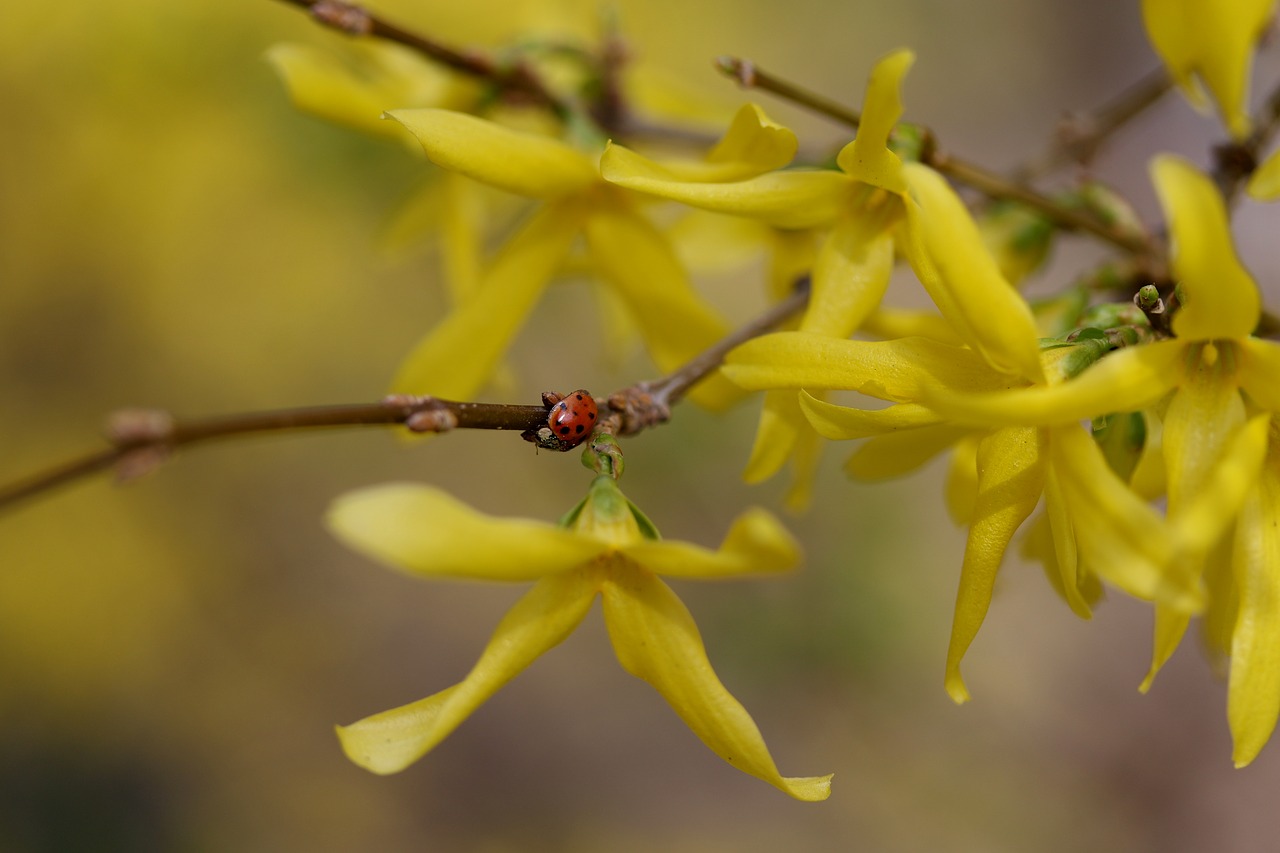 baja  flowers  yellow free photo