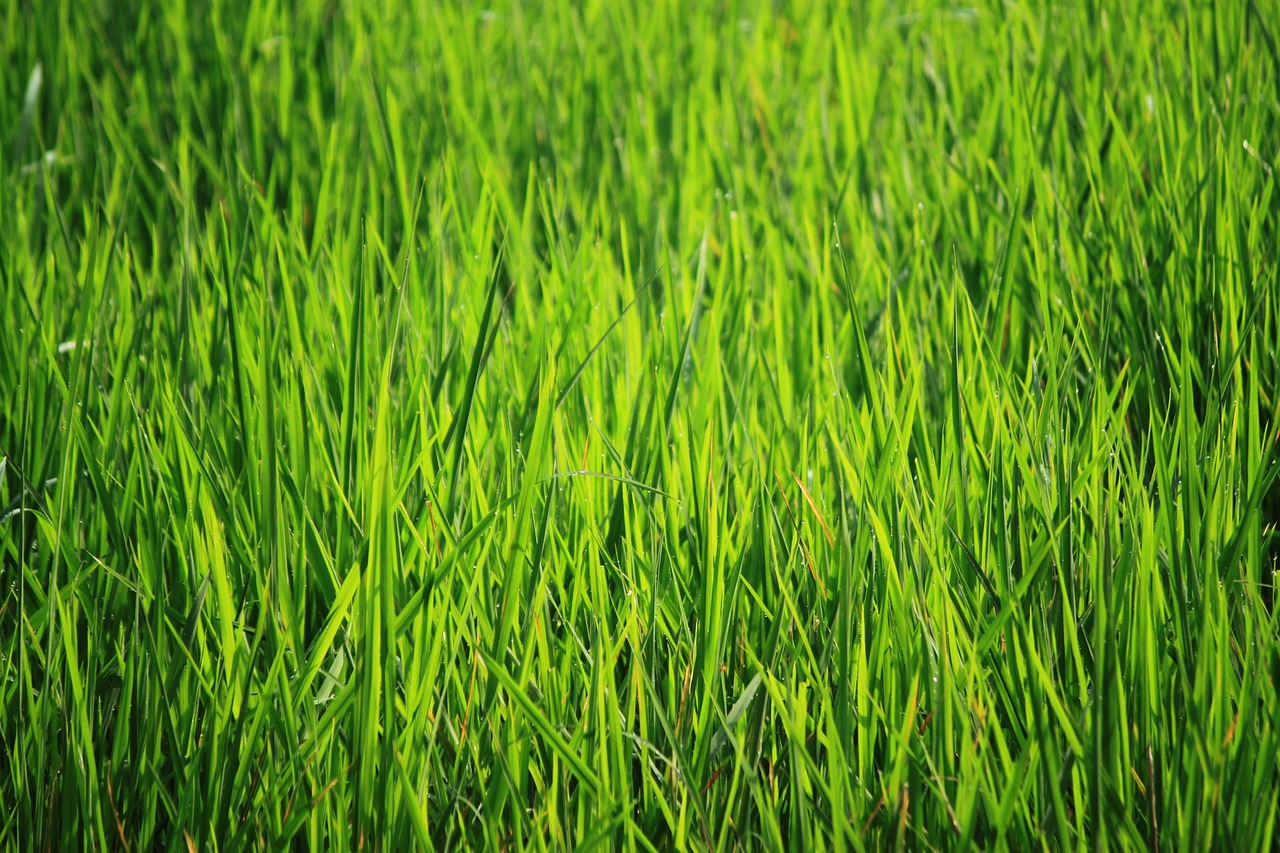 bakground green green green rice fields free photo