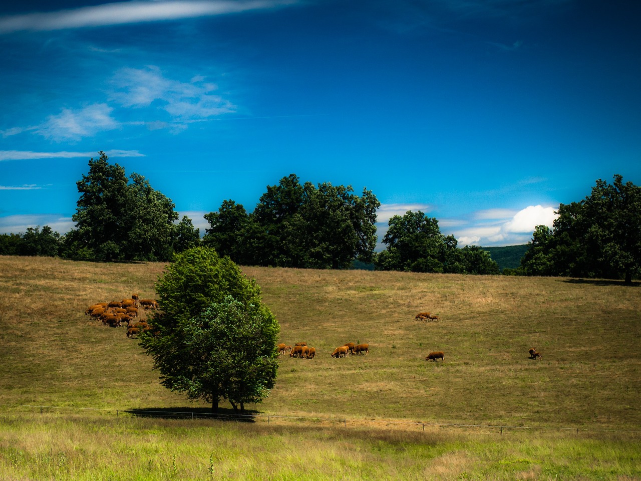 bakony meadow resting cows free photo