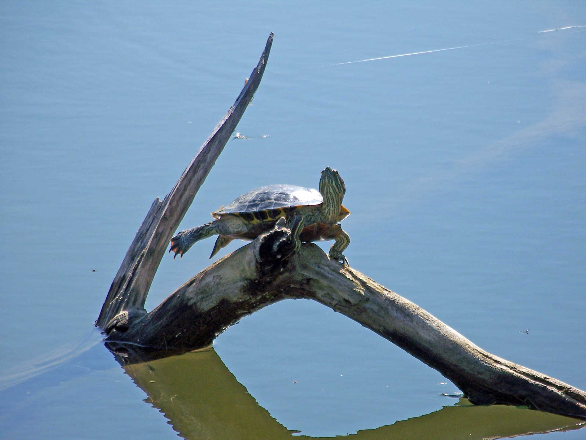 turtle pond branch free photo