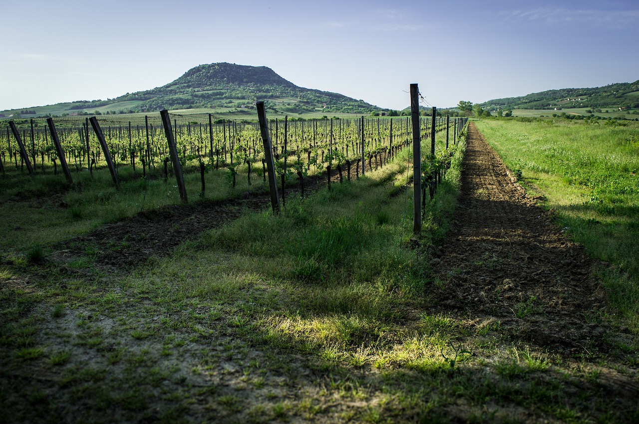 balaton  wine  field free photo