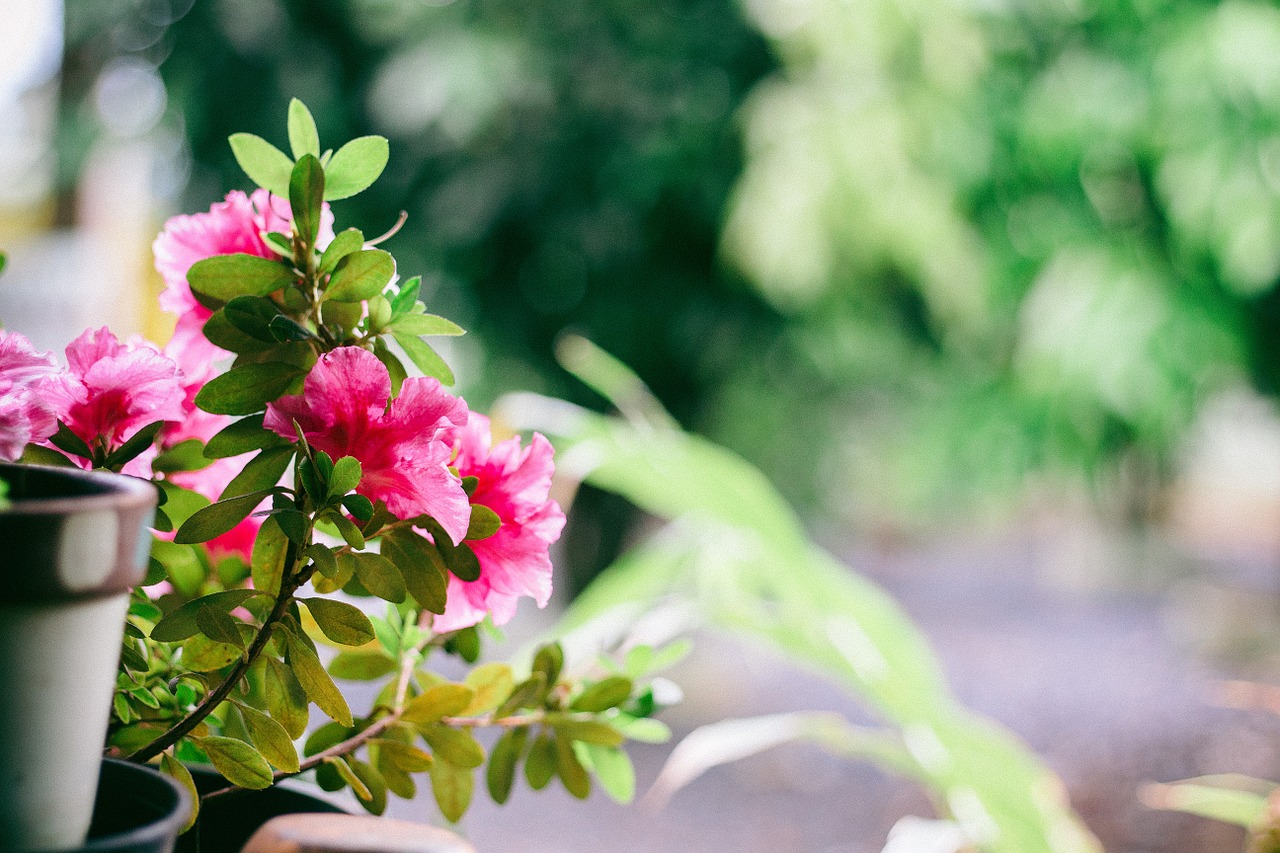 balcony flower plant free photo