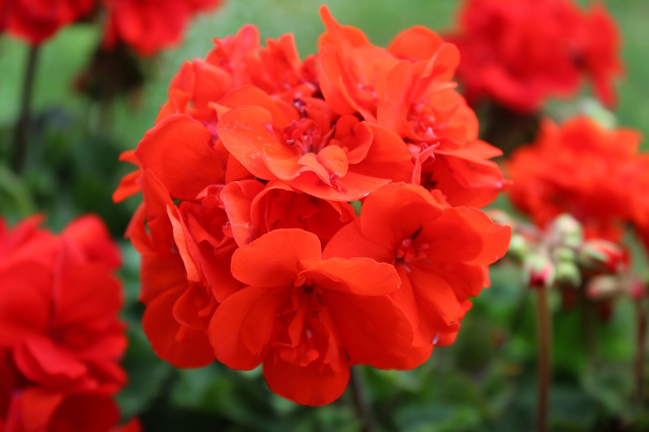 balcony blossom bloom free photo