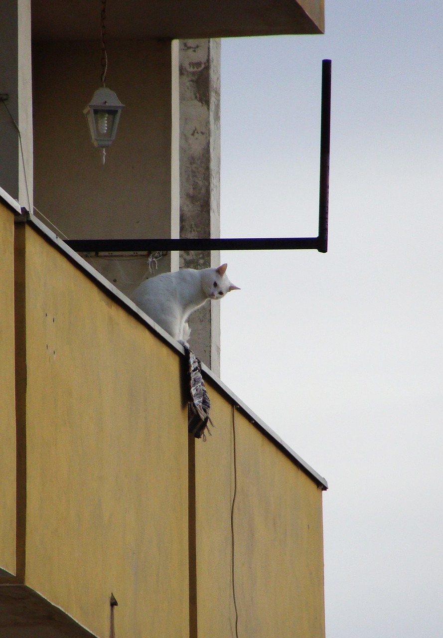 balcony cat building free photo