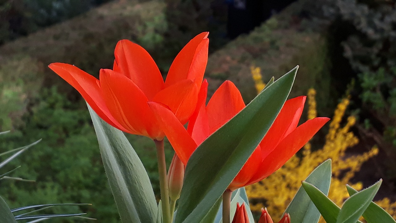 balcony  spring  tulips free photo