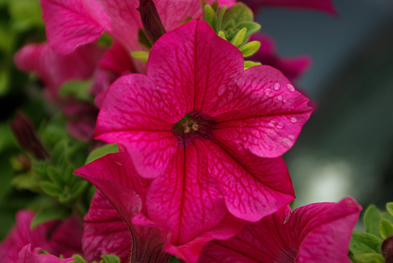 balcony flower purple flowers free photo