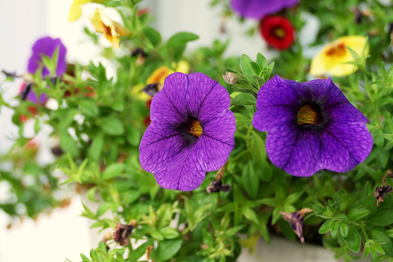 balcony plant blossom bloom free photo