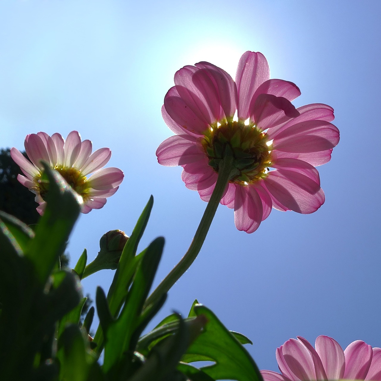 balcony plant  summer  flowers free photo