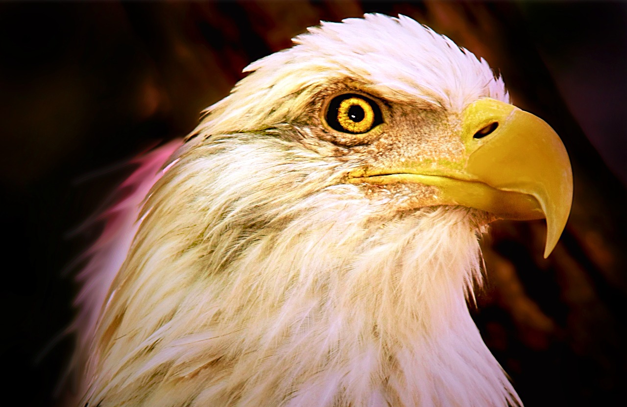 bald eagle head free photo