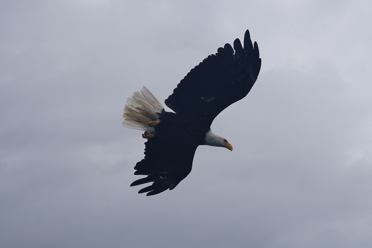 bald eagle bird free photo