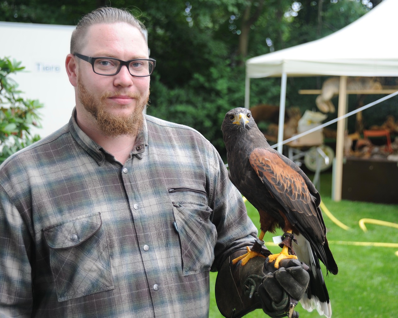 bald bird raptor free photo