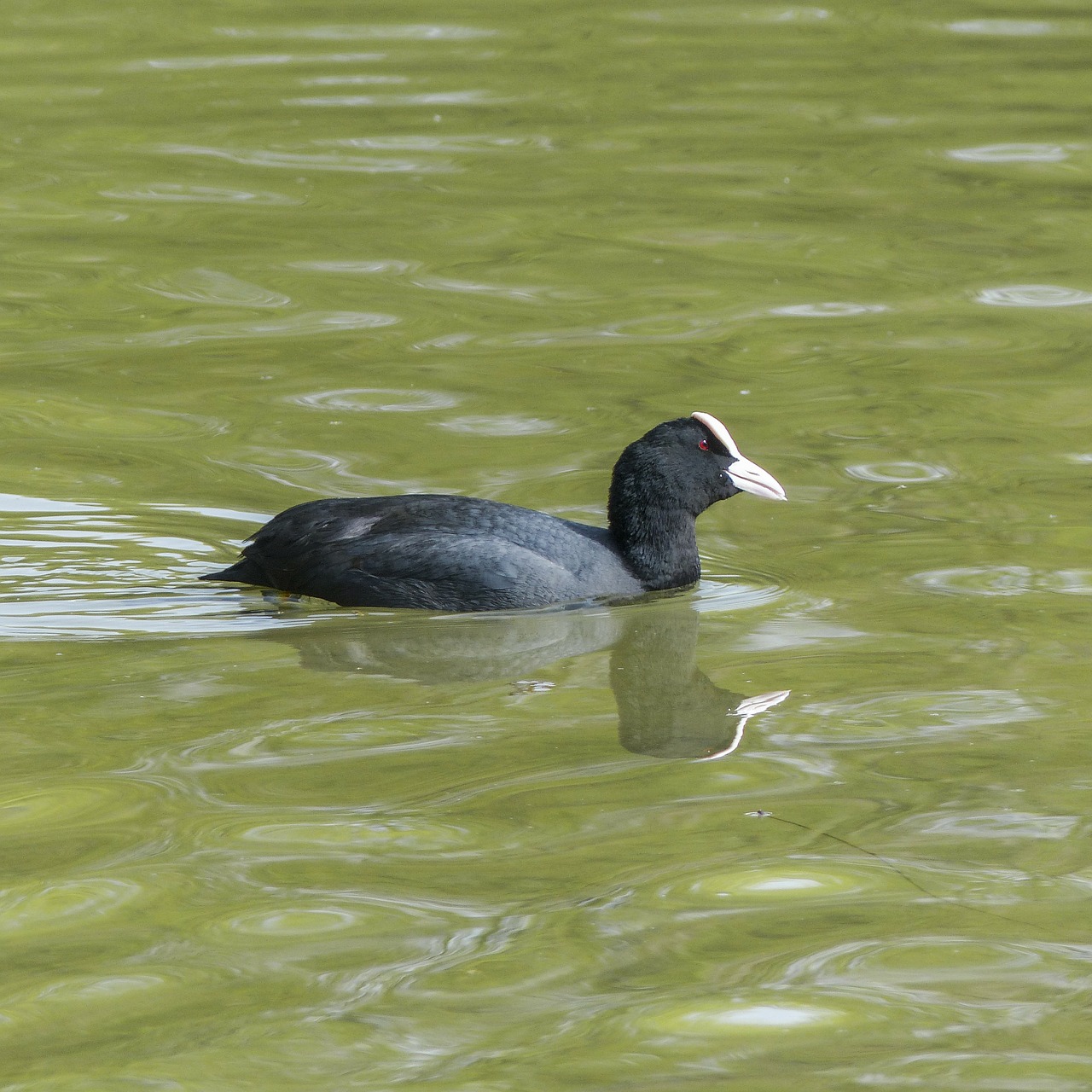 bald coot coot american coot free photo