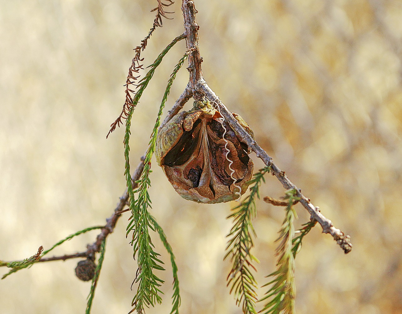 bald cypress seeds branch free photo