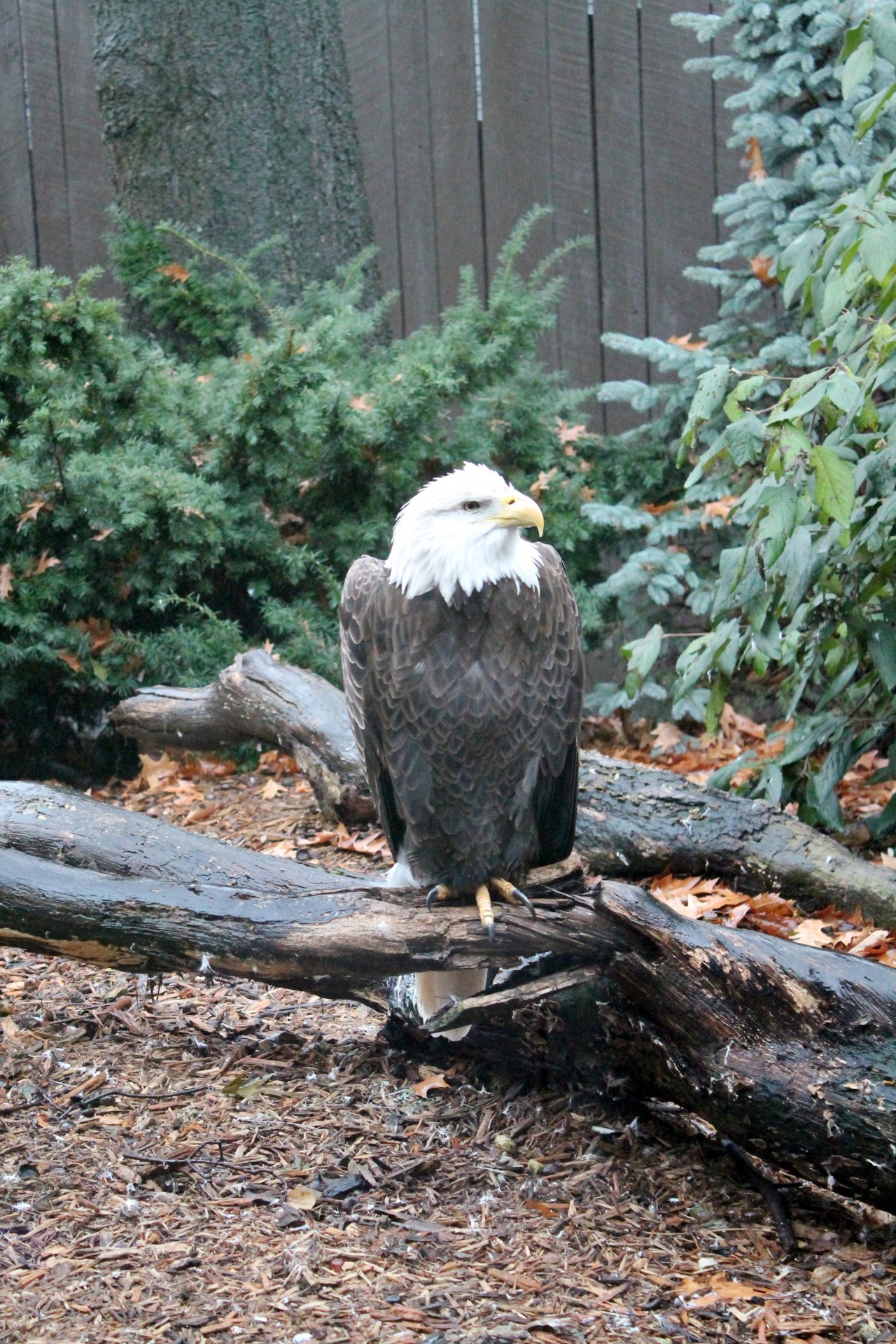 bald eagle eagle america free photo