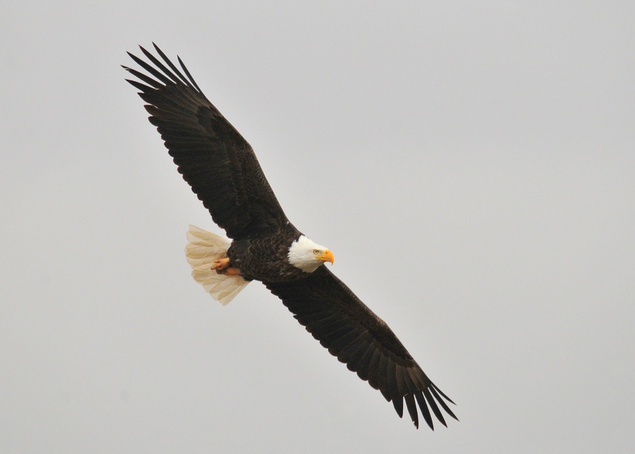 bald eagle soaring bird free photo