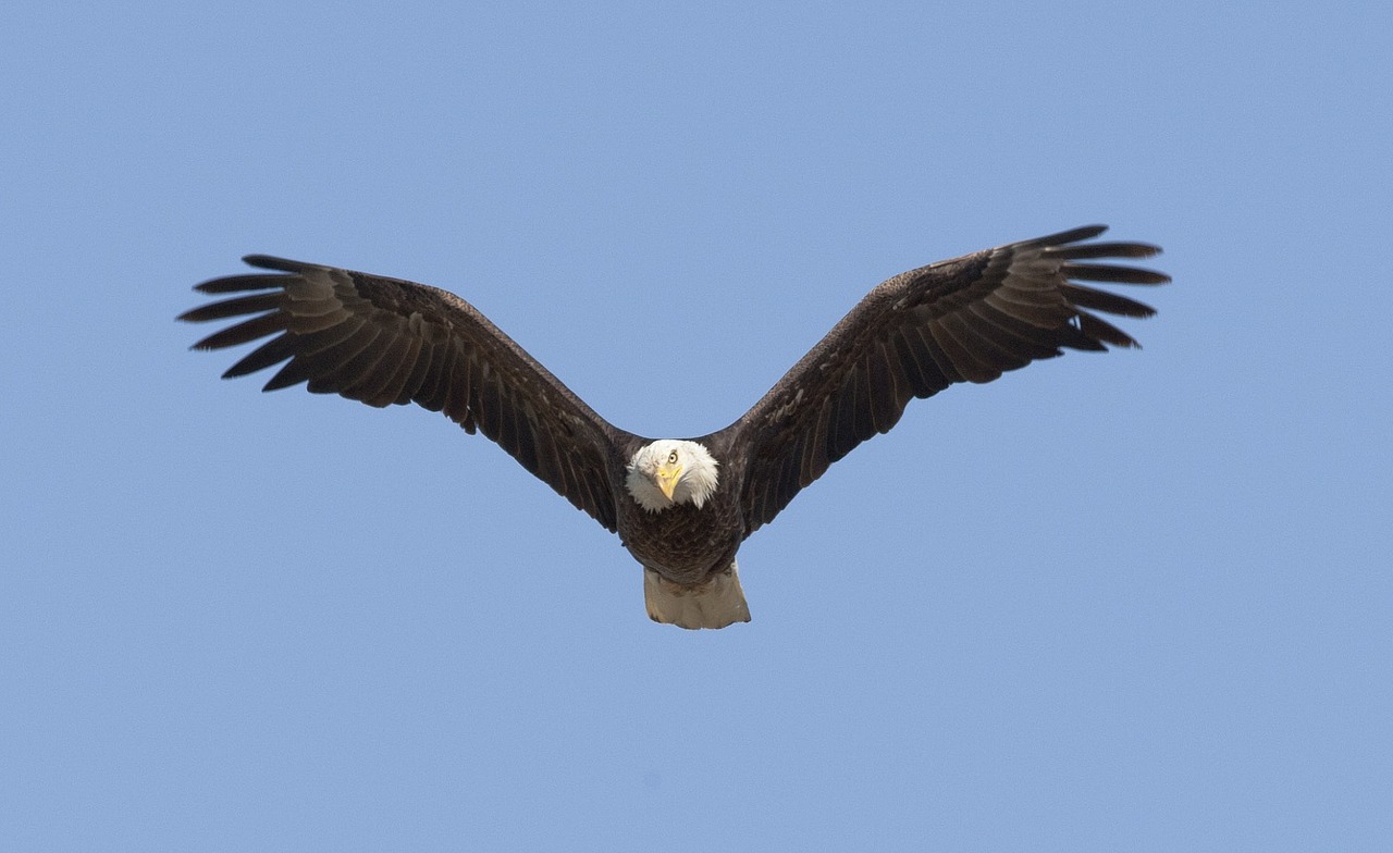 bald eagle soaring bird free photo