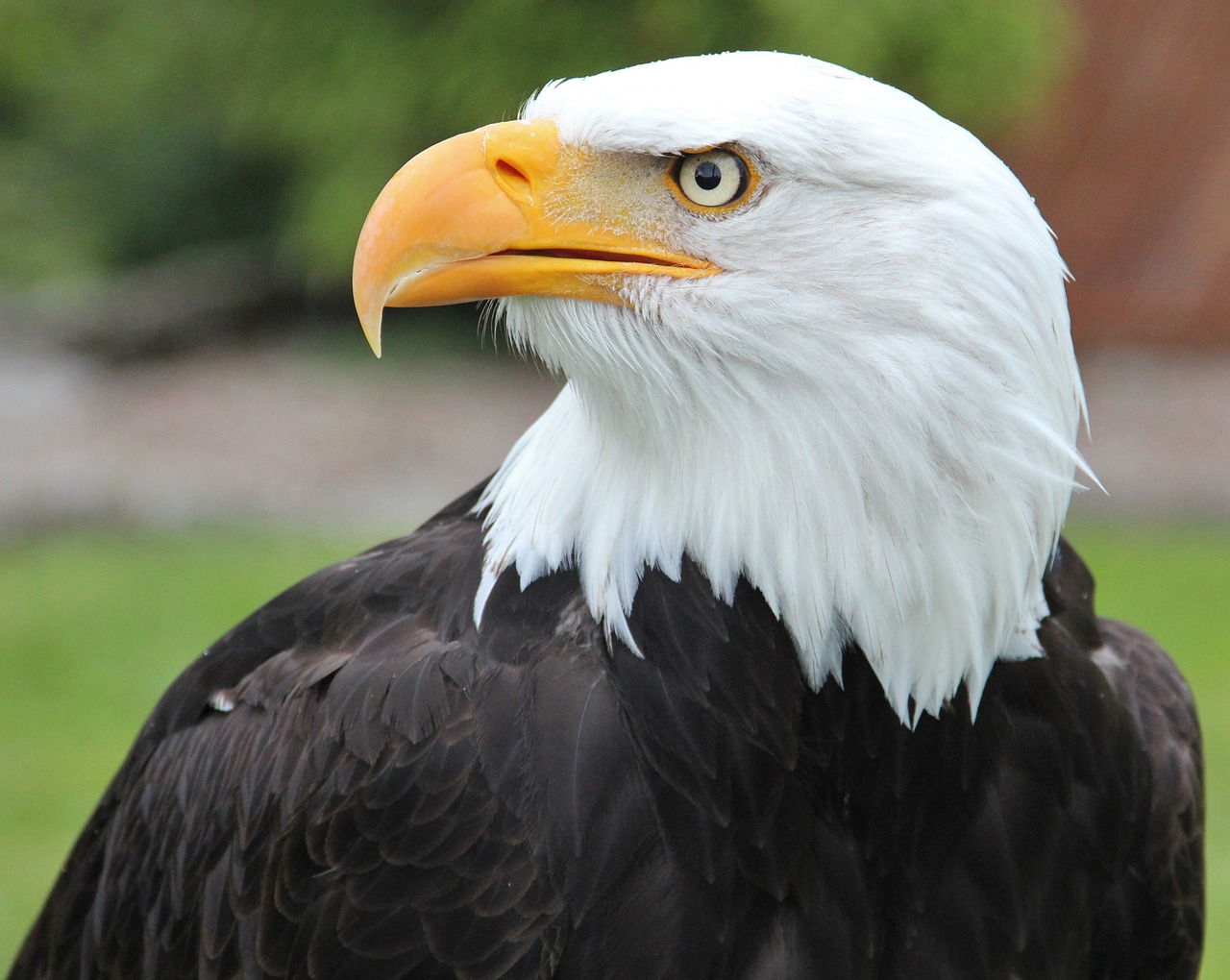 bald eagle coat of arms of bird raptor free photo