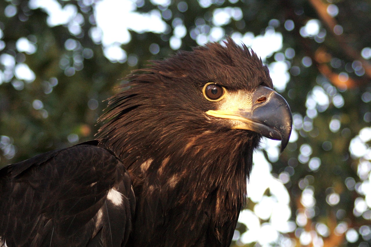 bald eagle immature portrait free photo