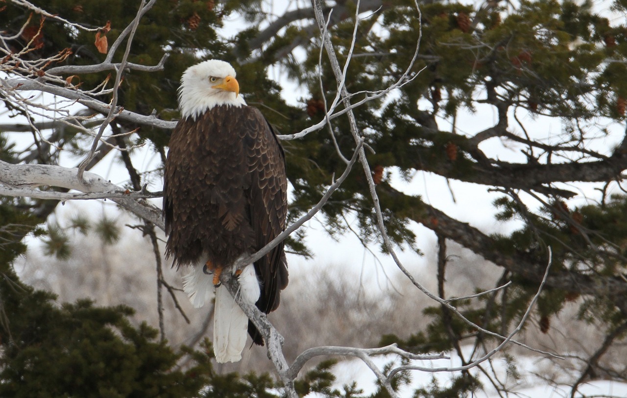 bald eagle eagle bald free photo