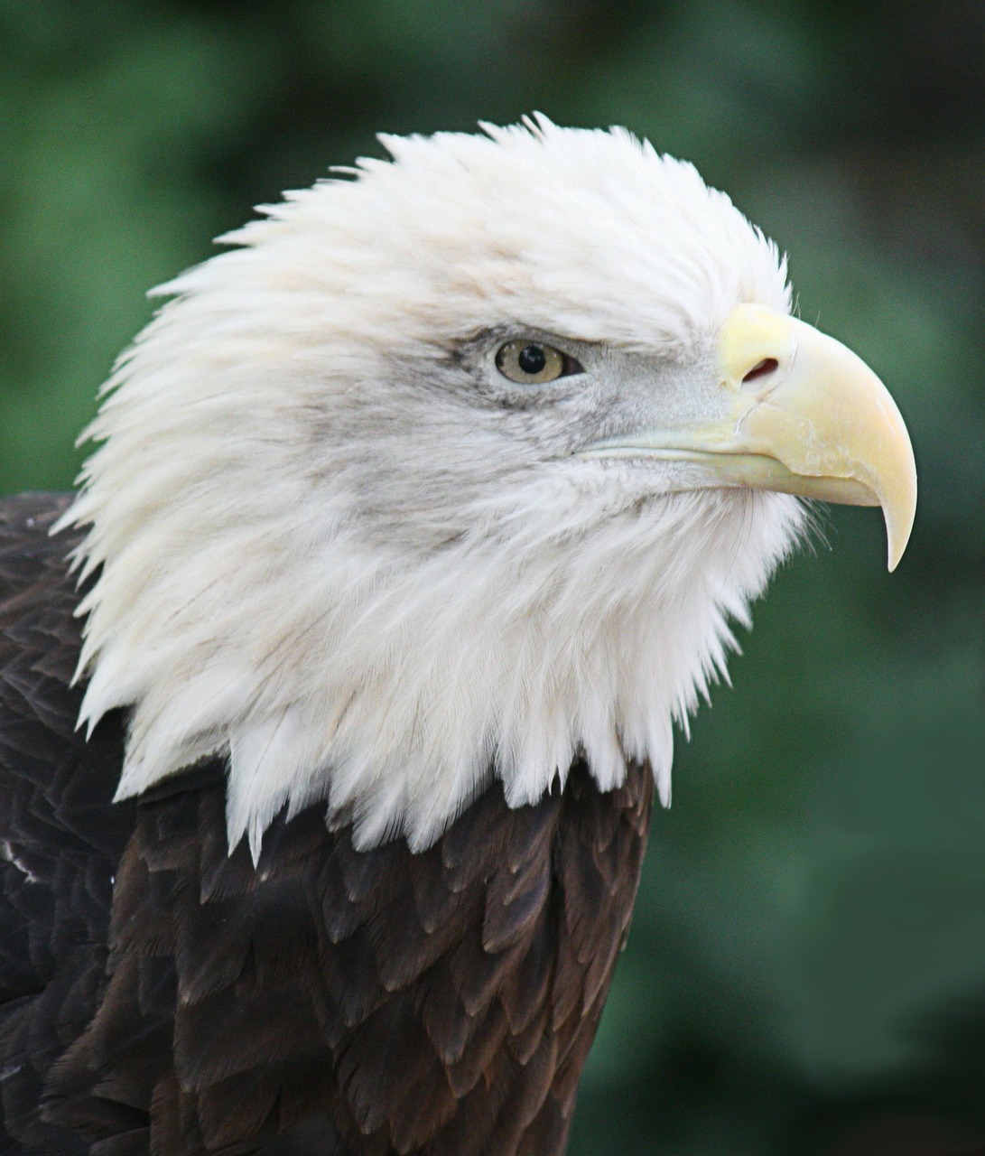 bald eagle bird predator free photo